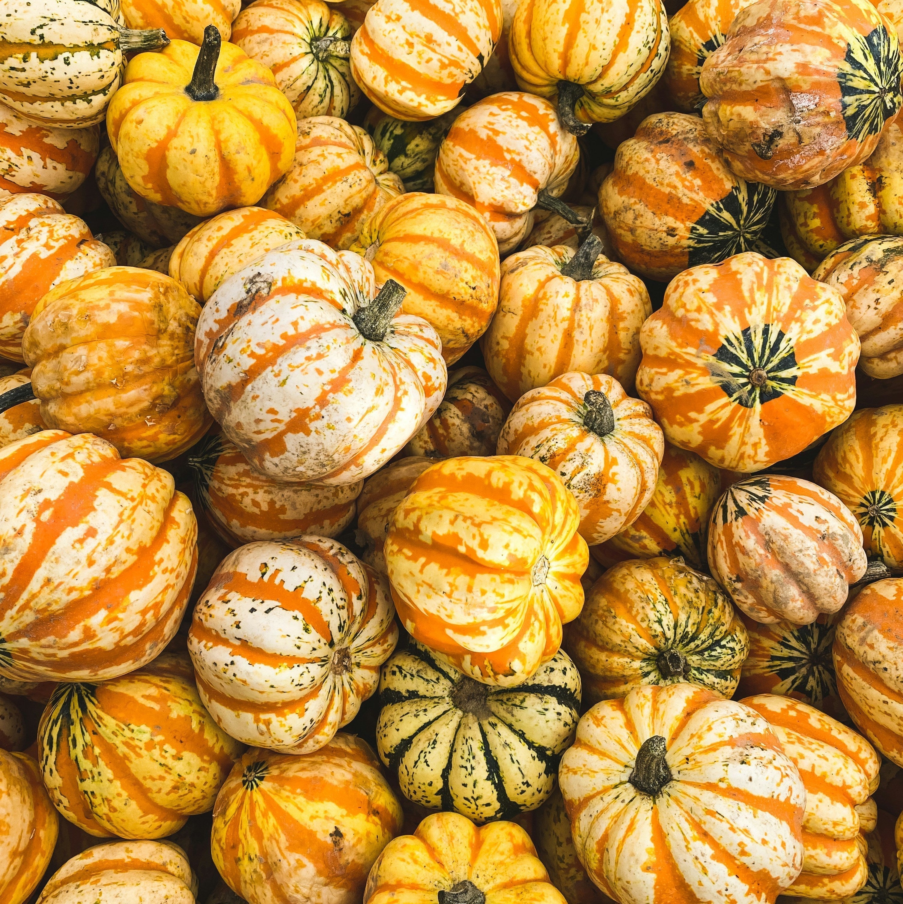 Courges décoratives d’automne aux teintes jaunes, orangées et vertes. Decorative fall squash in shades of yellow, orange, and green.