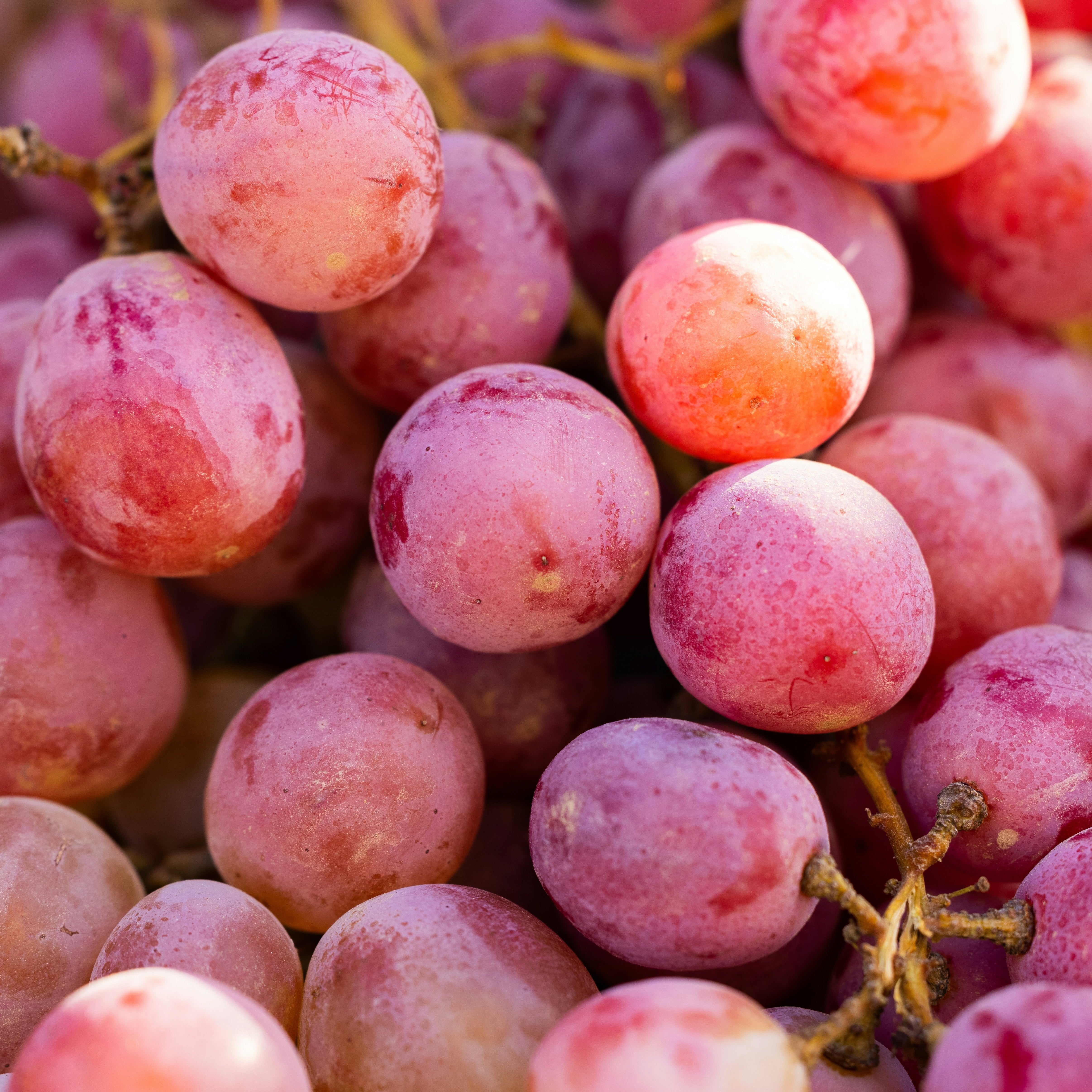 Photo de raisin rouge de <a href="https://unsplash.com/fr/@enginakyurt?utm_content=creditCopyText&utm_medium=referral&utm_source=unsplash">engin akyurt</a>
