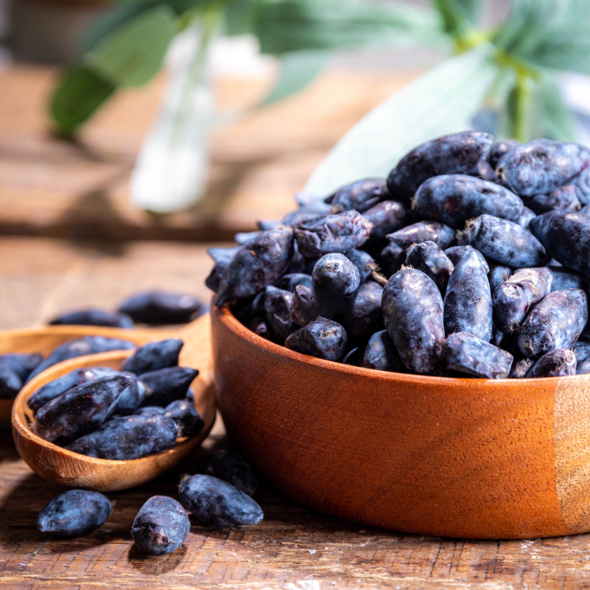 Image de camerise du Québec